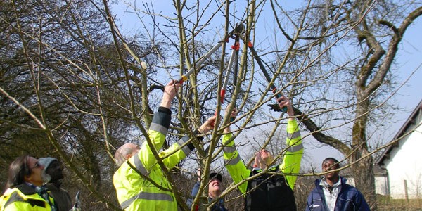 cigl-steinfort-emploi-competences-arbres